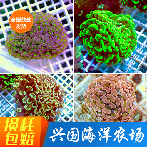 海水活体珊瑚兴国海双色榔头鱼缸