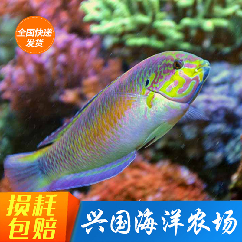 红面仙女龙 花面绿龙 龙船鱼海水鱼翻沙吃虫隆头鱼海洋快递包活