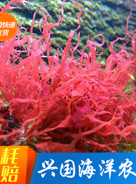 火焰藻 海水鱼缸 红色海藻观赏活体去除NO3 PO4藻缸海缸造景水藻