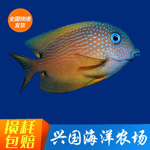 蓝眼吊 活体海水鱼 蓝眼波纹倒吊海缸吃藻除藻吊类观赏宠物鱼包活