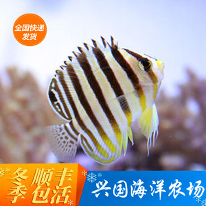 兴国海洋农场十一间仙蝴蝶神仙