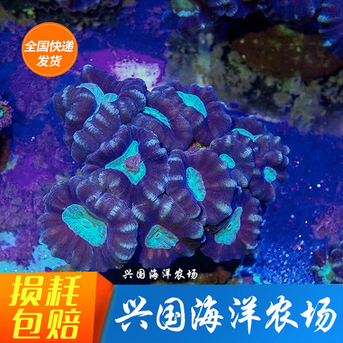 纽扣珊瑚质量怎么样 纽扣珊瑚口碑怎么样 小麦优选