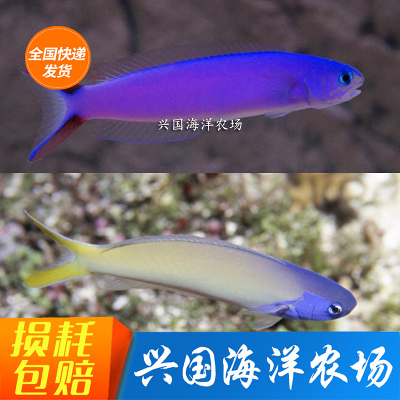蓝面鸳鸯海水鱼紫鸳鸯大帆兴国海