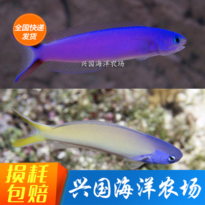 蓝面鸳鸯海水鱼紫鸳鸯大帆兴国海