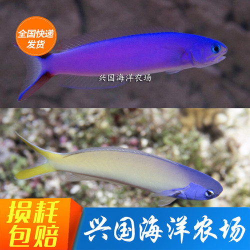 蓝面鸳鸯海水鱼紫鸳鸯大帆兴国海
