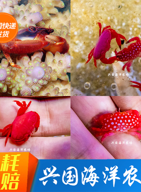 梯形蟹 草莓火焰蟹 活小螃蟹SPS硬骨珊瑚共生蟹 清理垃圾害虫海水