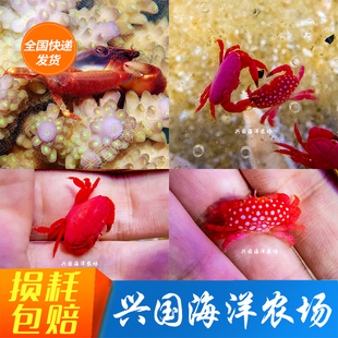 清理垃圾害虫海水 活小螃蟹SPS硬骨珊瑚共生蟹 梯形蟹 草莓火焰蟹