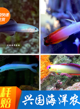 雷达 紫喷射机蓝灯管紫玉大溪地火鸟海水观赏鱼虾虎小丑鱼包活