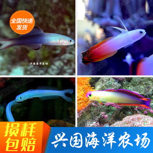 雷达 紫喷射机蓝灯管紫玉大溪地火鸟海水观赏鱼虾虎小丑鱼包活