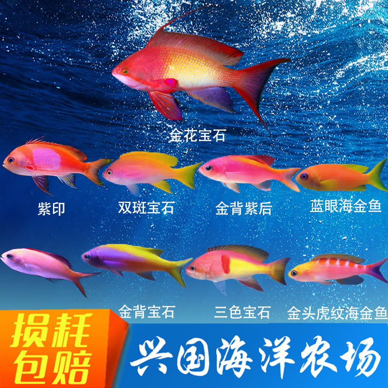 海金鱼合集紫印紫后紫罗兰蓝眼海金鱼金花宝石金背双色双斑宝石