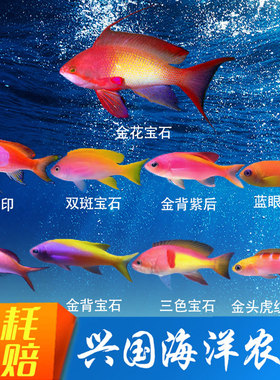 海金鱼合集紫印紫后紫罗兰蓝眼海金鱼金花宝石金背双色双斑宝石