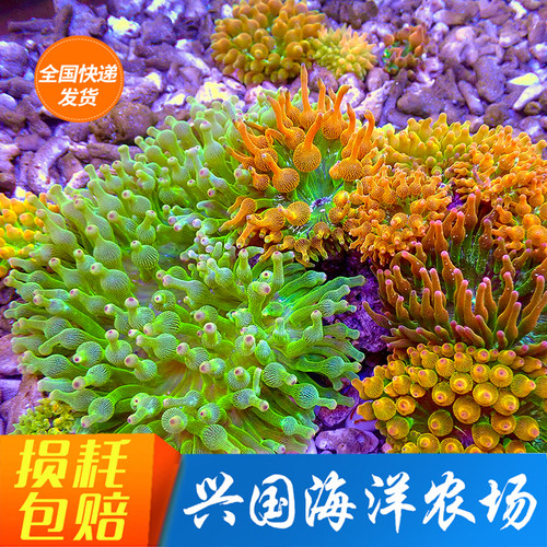 奶嘴海葵绿地毯紫点白葵绿葵珊瑚