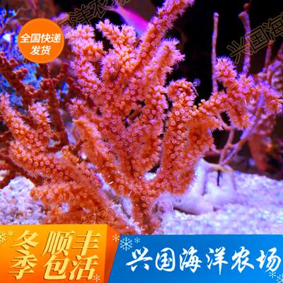 鱼缸红海树海水鱼海葵珊瑚NPS