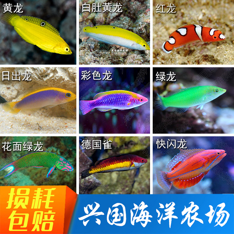 兴国海龙类黄龙海水鱼海缸绿龙