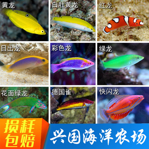 兴国海龙类黄龙海水鱼海缸绿龙