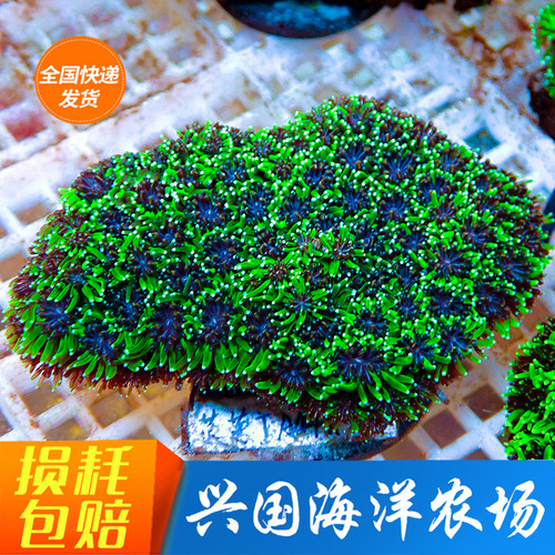 菠萝丁珊瑚活体鱼缸海水鱼包活