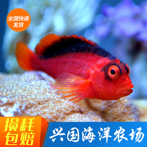 美国红鹰2B鱼火焰鹰海水鱼活体