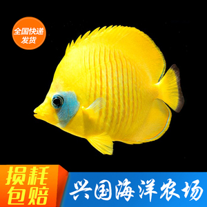 活体黄金蝶鲽鱼海缸海水鱼养定