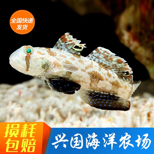 活体观赏鱼翻砂虾虎四驱车蟹眼