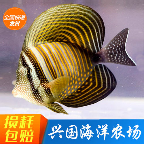 海水鱼珍珠大帆吊活体观赏鱼