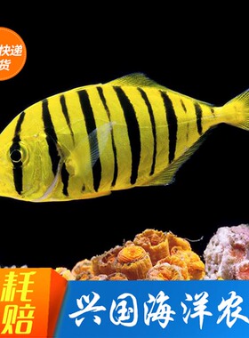 黄金鲹黄金参金领航 黄鹂无齿鲹活体海水鱼缸群游黄色鱼快递包活