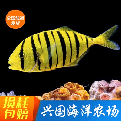 海水鱼黄金参鲹群游鲨鱼缸