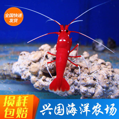 兴国海宠物虾海水虾包活火焰虾