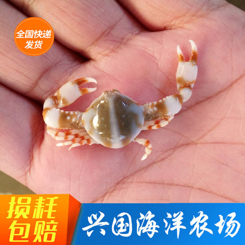 翻砂玉蟹活体海水鱼缸栗壳蟹宠物