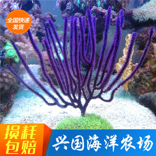 紫海柳 海树海柳珊瑚紫色海水鱼缸LPS NPS快递包活兴国海洋农场
