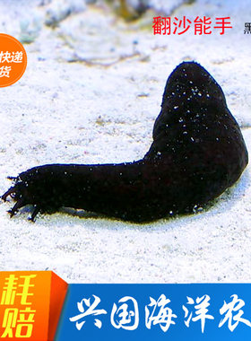 海参活体翻沙海水鱼珊瑚包活
