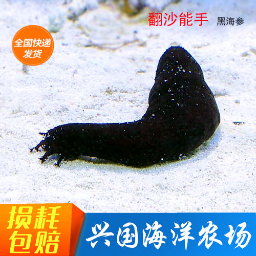 黑海参 翻砂海参 翻沙大黑海参 海水鱼活体海洋生物珊瑚快递包活 - 封面
