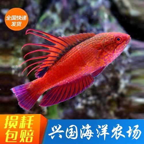 活体海水鱼观赏鱼火焰雀小丑鱼