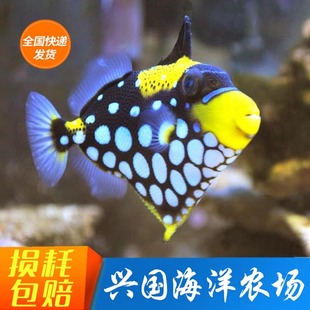 小丑炮弹 活体海水鱼皇冠炮弹花斑拟鳞鲀兴国海洋农场定水包活