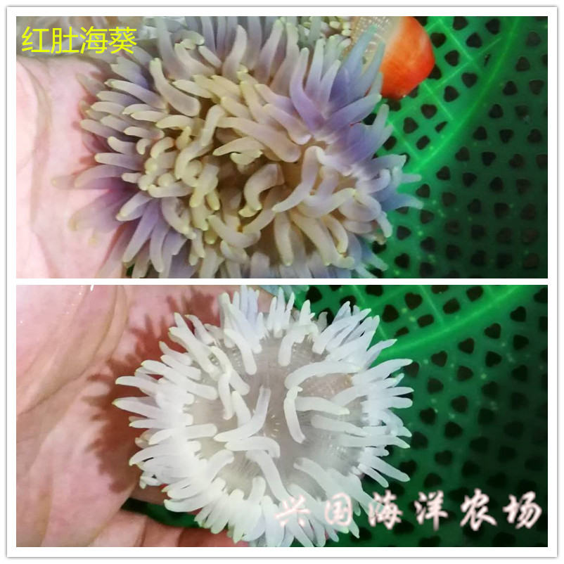 长须红肚葵珊瑚软体lps奶嘴海葵