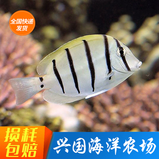 食藻除藻 斑马吊 活体海水鱼观赏鱼吊类黄金吊蓝吊开口快递包活