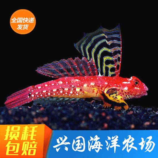 红色活体珊瑚缸海水鱼金翅火麒麟