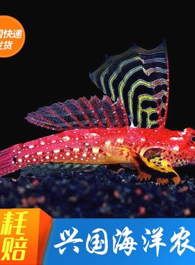 金翅火麒麟 大帆麒麟鱼红色青蛙类活体海水鱼海缸吃虫 珊瑚缸安全