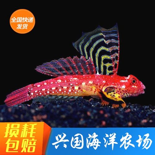 金翅火麒麟 大帆麒麟鱼红色青蛙类活体海水鱼海缸吃虫 珊瑚缸安全 - 封面