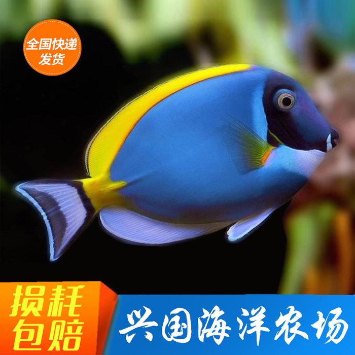 粉蓝吊 蓝吊 黄金吊 白胸刺尾鱼马代海水观赏鱼活体倒吊类 兴国海