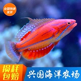Flash Dragon Live Sea Waterfish Fish Six Line Dragon Dragon Red Dragon Red Dragon Coral Safe Safe Eat Cordyllaria