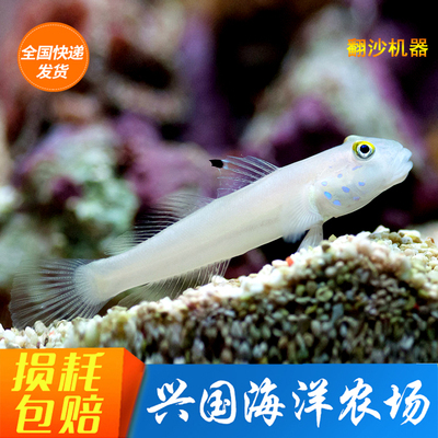 清洁翻砂鱼缸活体海水鱼白虾虎