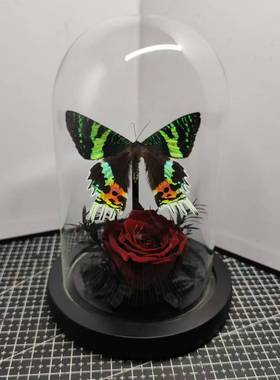 金燕蛾太阳蛾标本小众手工收藏礼物真蝴蝶艺术玻璃罩红玫瑰花摆件