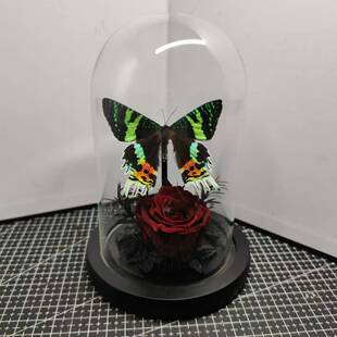 金燕蛾太阳蛾标本小众手工收藏礼物真蝴蝶艺术玻璃罩红玫瑰花摆件