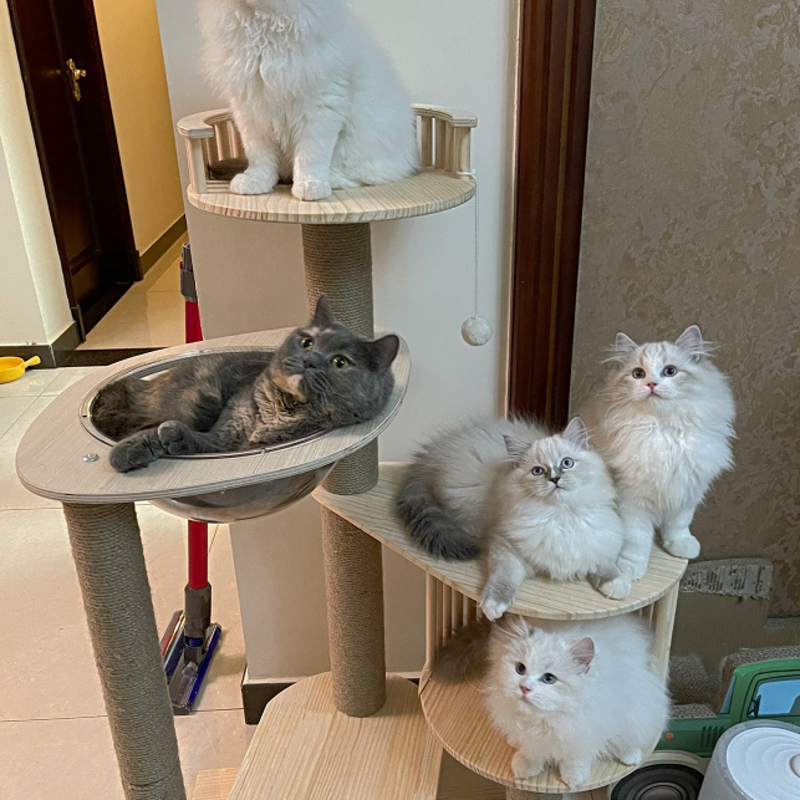 猫实木质猫窝猫树猫爬架一体太空舱猫爬架跳台不占地小型猫咪猫架