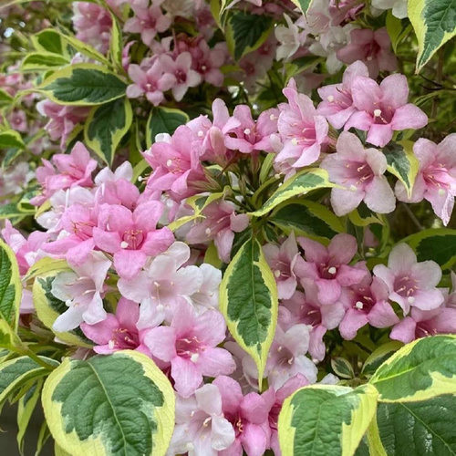 以其斑斓的叶片和艳丽的花朵著称