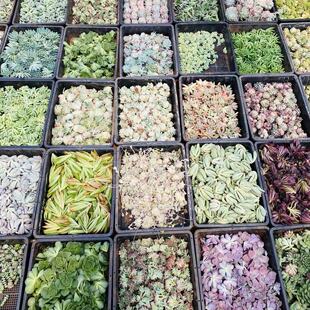 多肉砍头苗 无根多肉种苗 多品种随机套餐