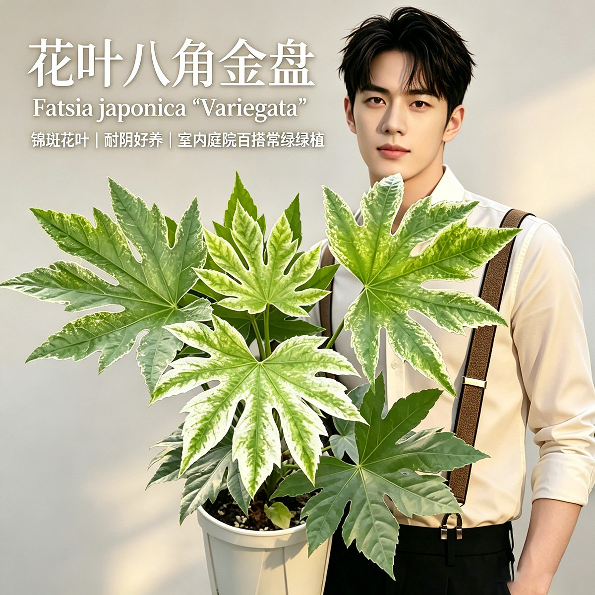 新品花叶八角金盘盆栽 白锦 锦叶八角金盘1加仑大苗 包邮