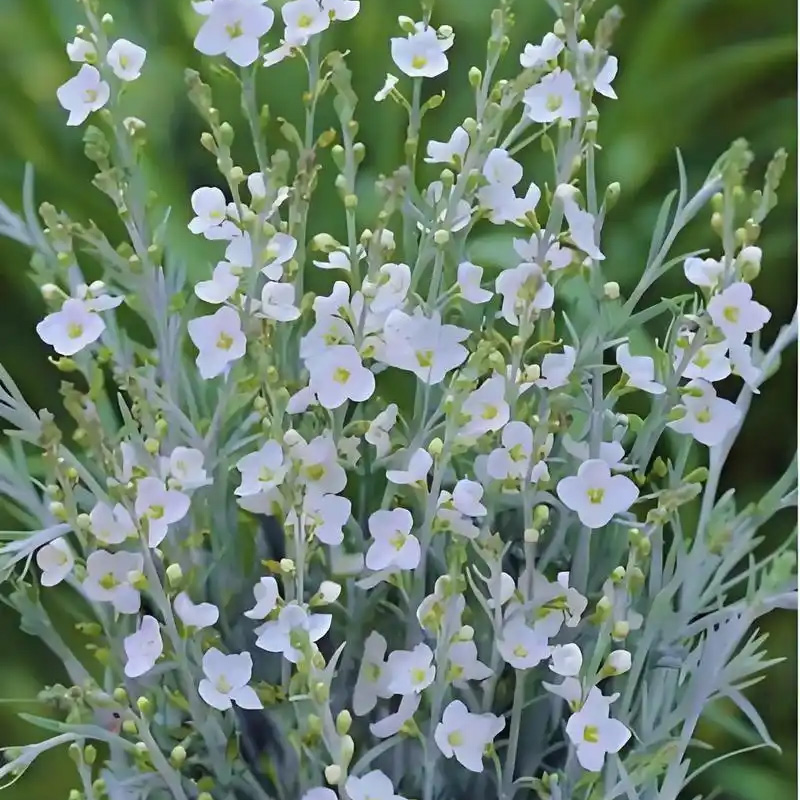 柳叶星河花 柳叶白菀 银叶碎花观叶植物 常绿灌木花卉 帚枝河星花