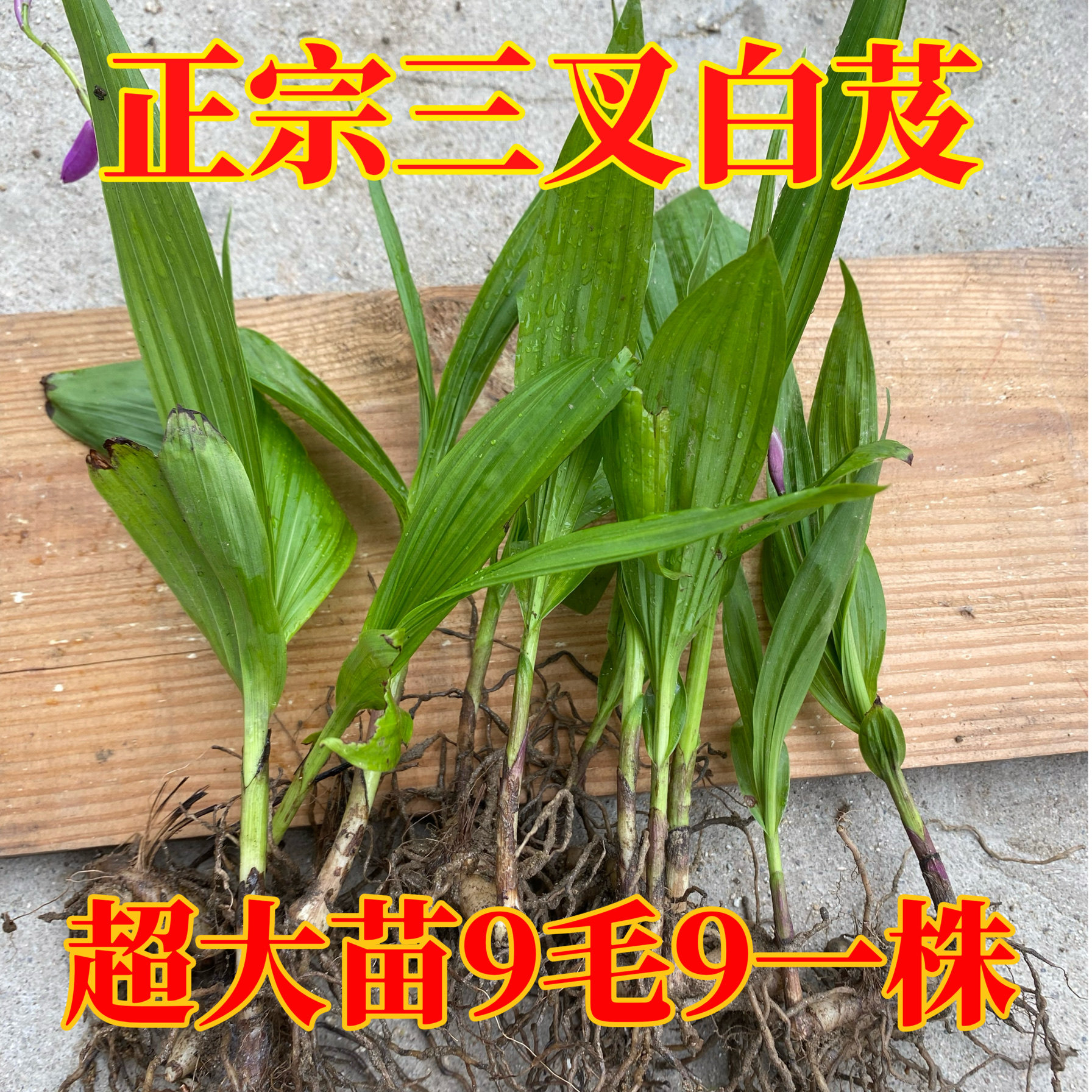 新鲜正宗三叉紫花白芨苗干白及茎块纯天然白芨粉中药材食用