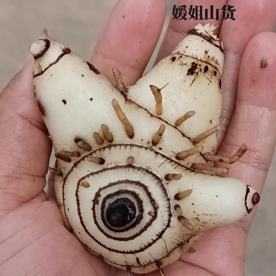 新鲜正宗三叉紫花白芨苗干白及云南白芨贵州白芨片粉无硫中药材